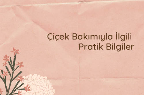 çiçek bakımı